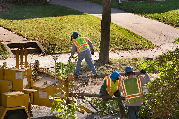 Tree Branch Trimming in Harper Woods, MI